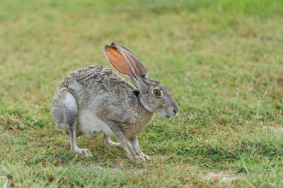站在绿草上的灰兔
